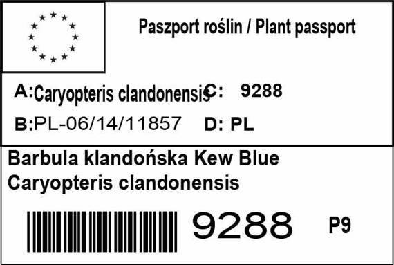 Barbula klandońska Kew Blue Caryopteris clandonensis