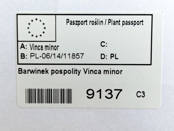 Barwinek pospolity Vinca minor