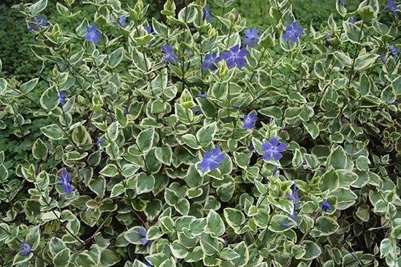 Barwinek większy Variegata Vinca major