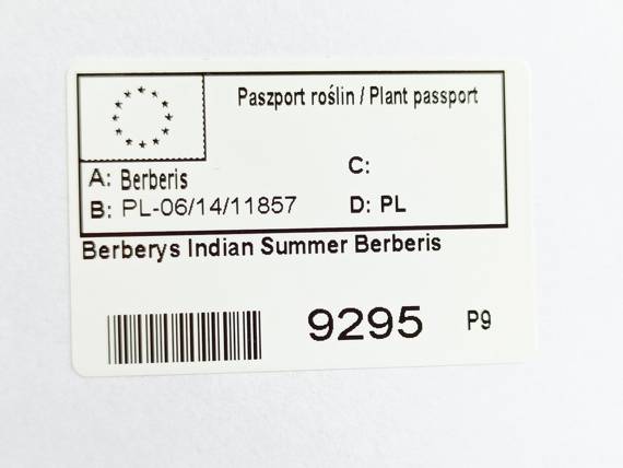 Berberys Indian Summer Berberis