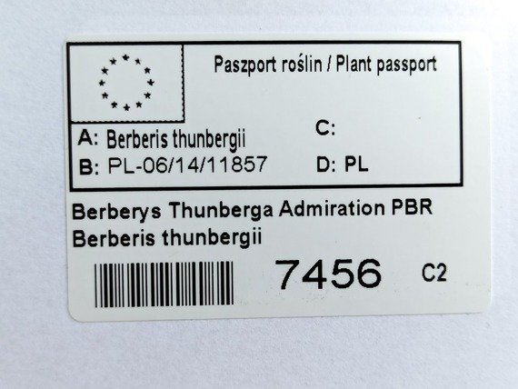 Berberys Thunberga Admiration PBR Berberis thunbergii