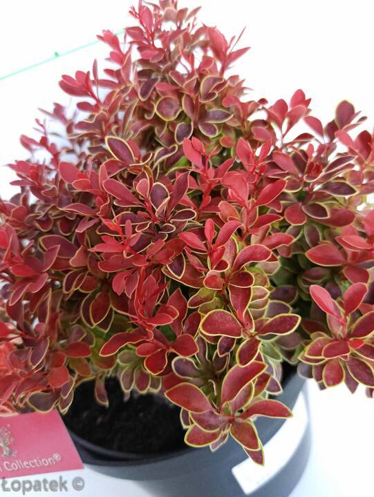 Berberys Thunberga Admiration PBR Berberis thunbergii