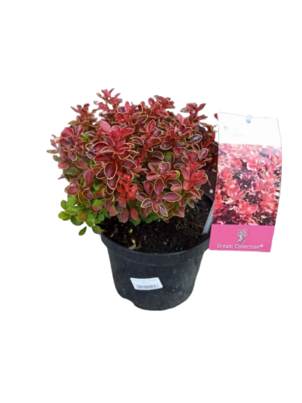 Berberys Thunberga Admiration PBR Berberis thunbergii