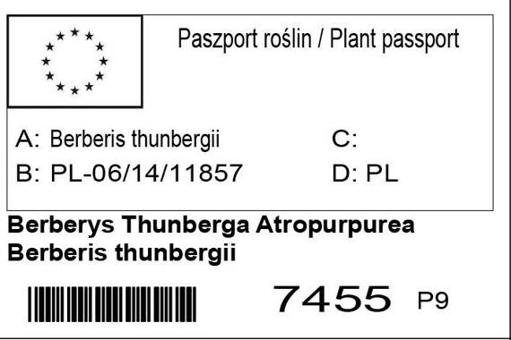 Berberys Thunberga Atropurpurea Berberis thunbergii