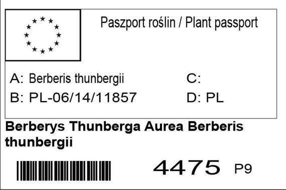 Berberys Thunberga Aurea Berberis thunbergii