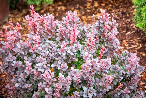 Berberys Thunberga Concorde Berberis thunbergii