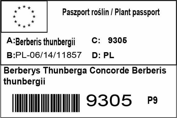 Berberys Thunberga Concorde Berberis thunbergii