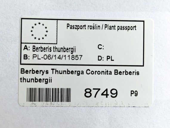 Berberys Thunberga Coronita Berberis thunbergii