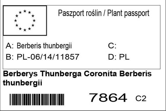 Berberys Thunberga Coronita Berberis thunbergii