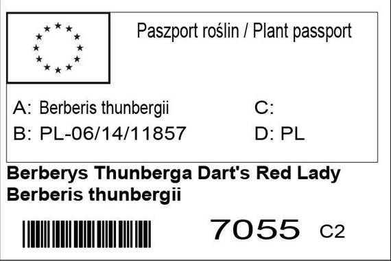 Berberys Thunberga Dart's Red Lady Berberis thunbergii