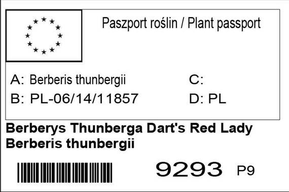 Berberys Thunberga Dart's Red Lady Berberis thunbergii
