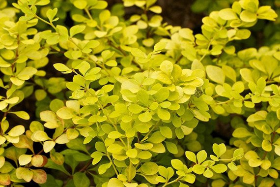 Berberys Thunberga Goldalita Berberis thunbergii