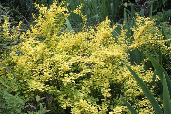 Berberys Thunberga Golden Carpet Berberis thunbergii