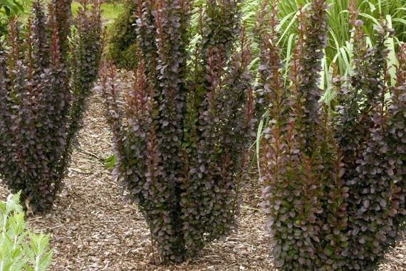 Berberys Thunberga Helmond Pillar Berberis thunbergii