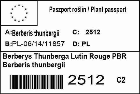 Berberys Thunberga Lutin Rouge PBR Berberis thunbergii