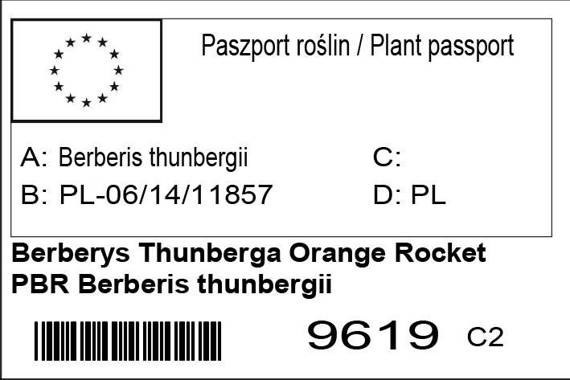 Berberys Thunberga Orange Rocket PBR Berberis thunbergii