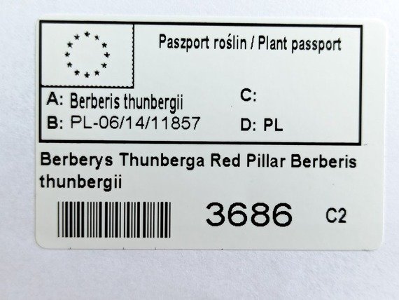 Berberys Thunberga Red Pillar Berberis thunbergii