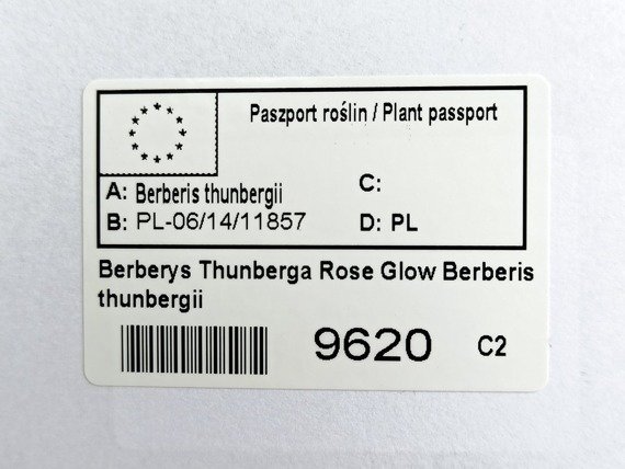 Berberys Thunberga Rose Glow Berberis thunbergii