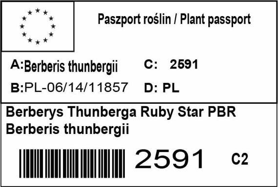 Berberys Thunberga Ruby Star PBR Berberis thunbergii