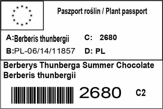 Berberys Thunberga Summer Chocolate Berberis thunbergii