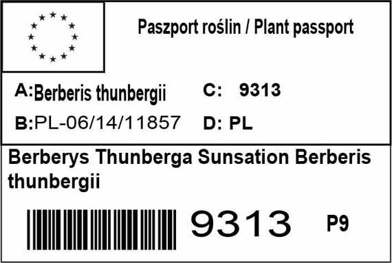 Berberys Thunberga Sunsation Berberis thunbergii