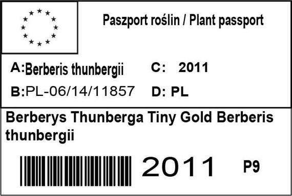 Berberys Thunberga Tiny Gold Berberis thunbergii