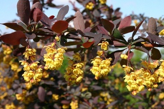 Berberys ottawski Auricoma Berberis ottawensis