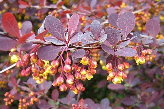 Berberys ottawski Superba Berberis ottawensis