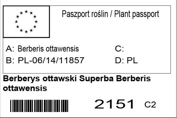 Berberys ottawski Superba Berberis ottawensis