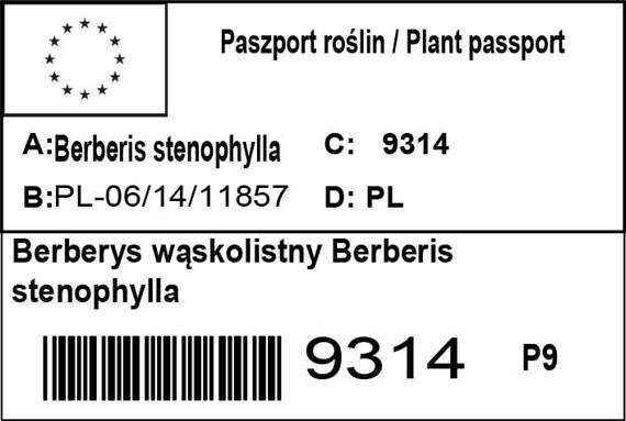 Berberys wąskolistny Berberis stenophylla