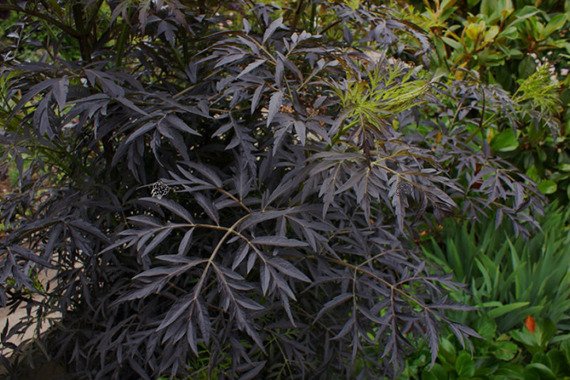 Bez czarny Black Lace Sambucus nigra