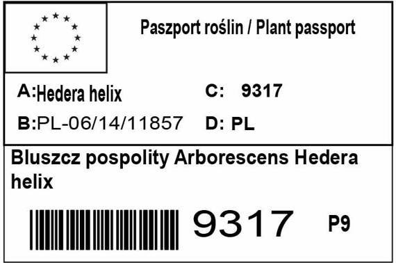 Bluszcz pospolity Arborescens Hedera helix