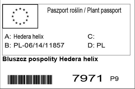 Bluszcz pospolity Hedera helix