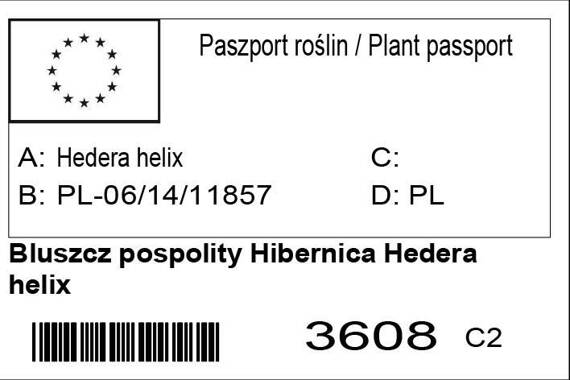 Bluszcz pospolity Hibernica Hedera helix