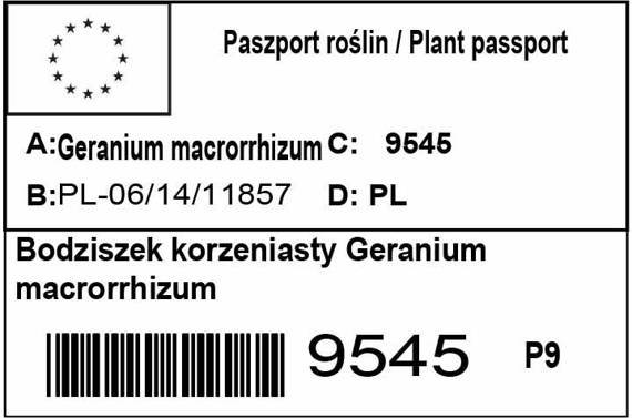 Bodziszek korzeniasty Geranium macrorrhizum