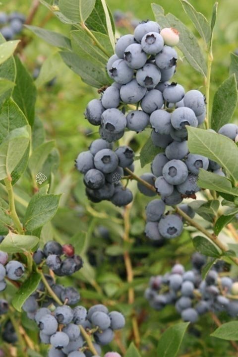 Borówka amerykańska Bluecrop Vaccinium corymbosum