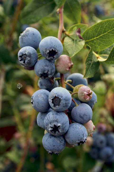 Borówka amerykańska Bluecrop Vaccinium corymbosum