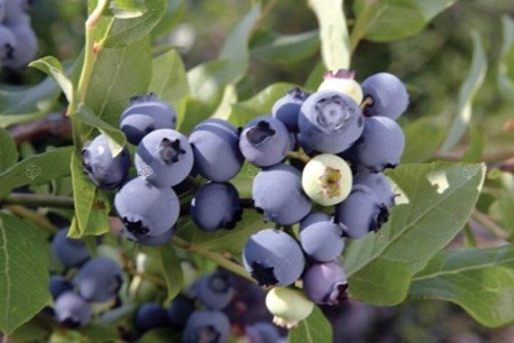 Borówka amerykańska Chandler Vaccinium corymbosum