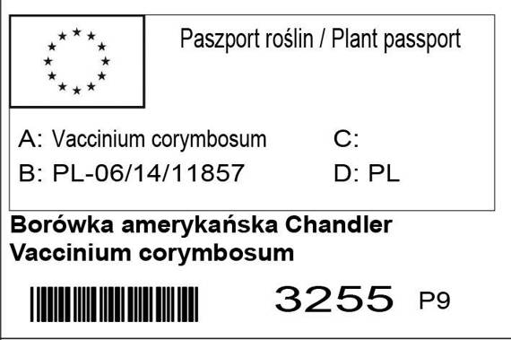Borówka amerykańska Chandler Vaccinium corymbosum
