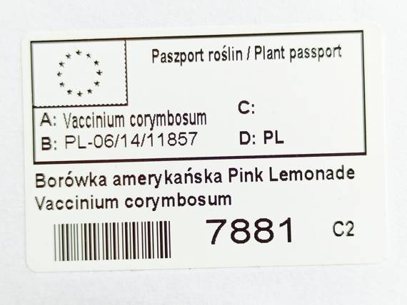 Borówka amerykańska Pink Lemonade Vaccinium corymbosum