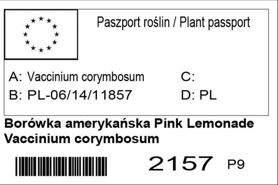 Borówka amerykańska Pink Lemonade Vaccinium corymbosum
