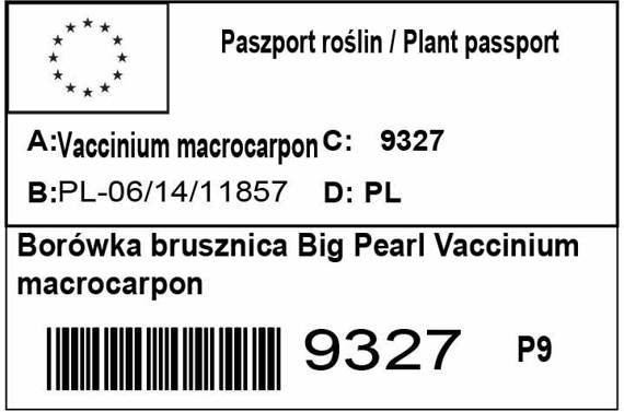 Borówka brusznica Big Pearl Vaccinium macrocarpon