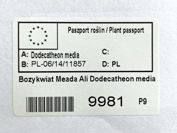 Bożykwiat Meada Ali Dodecatheon media