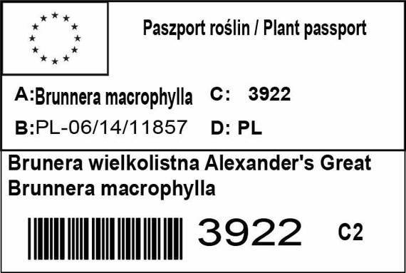 Brunera wielkolistna Alexander's Great Brunnera macrophylla