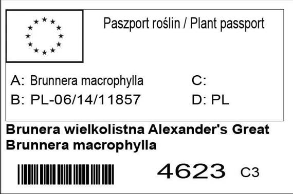 Brunera wielkolistna Alexander's Great Brunnera macrophylla