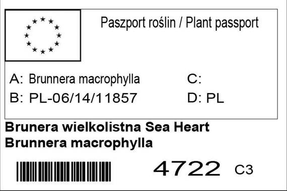Brunera wielkolistna Sea Heart Brunnera macrophylla