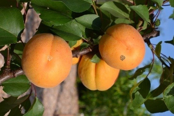 Brzoskwinia Harnaś i Morela Early Orange ZESTAW 2 drzewka 