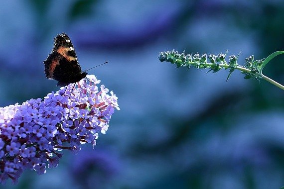 Budleja Davida Nanho Blue Buddleja davidii