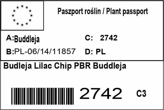 Budleja Lilac Chip PBR Buddleja