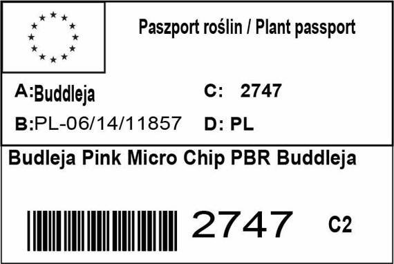 Budleja Pink Micro Chip PBR Buddleja